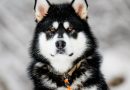 Foder til din Alaskan Malamute – Giv din hund den bedste start